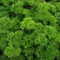 Мосс семена петрушки вьющейся (Hortus)