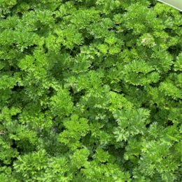 Смарагд насіння петрушки кучерявої (Agri Saaten)