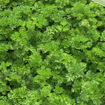 Смарагд насіння петрушки кучерявої (Agri Saaten)