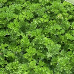 Изумруд семян петрушки вьющейся (Agri Saaten)