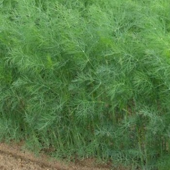 Адмирал семян укропа (Lark Seeds)