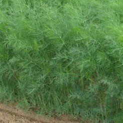 Адмірал насіння кропу (Lark Seeds)