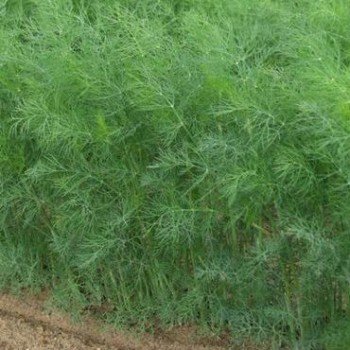Адмирал семян укропа (Lark Seeds)
