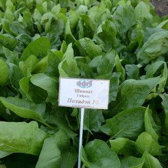 Полиденный F1 семена шпината (Agri Saaten)
