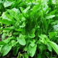 Бельвиль семена щавеля (Agri Saaten)