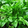 Бельвіль насіння щавлю (Agri Saaten)