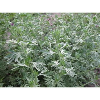 Полынь лекарственная семена (Satimex)