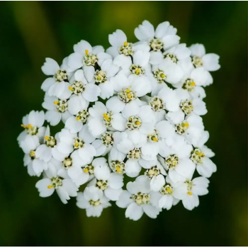 Деревій звичайний насіння (Satimex) Деревій звичайний насіння (Satimex)