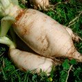 Центаур Полі насіння білого кормового буряка (Польща)