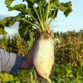 Центаур Полі насіння білого кормового буряка (Польща)
