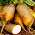 Урсус Полі насіння жовтого кормового буряка (Польща)