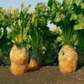 Урсус Полі насіння жовтого кормового буряка (Польща)