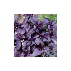 Ред Рубін (Червоний Рубін) насіння базиліка (Hortus)