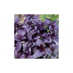 Пурпл Ливз семена базилика (Lark Seeds)