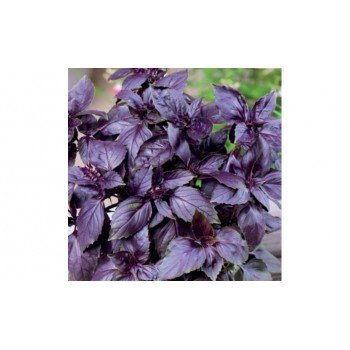 Пурпл Ливз семена базилика (Lark Seeds) Пурпл Ливз семена базилика (Lark Seeds)
