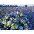 АУ Продюсер насіння кавуна середнього (United Genetics)