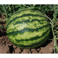 Ледус F1 семян арбуза среднего (Lark Seeds)
