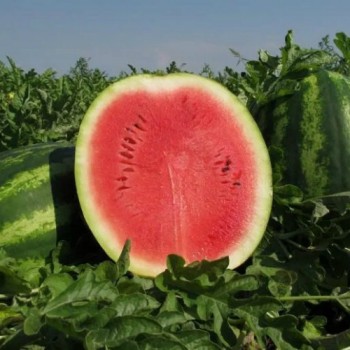 АУ Продюсер семян арбуза среднего (Agri Saaten)
