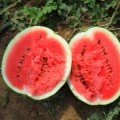 АУ Продюсер насіння кавуна середнього (Agri Saaten)