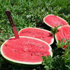 Бенг F1 (W5) насіння кавуна раннього (Lark Seeds)