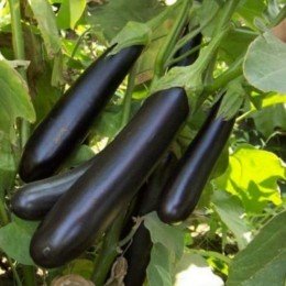 Самурай F1 насіння баклажана раннього (Kitano Seeds)
