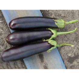 Идальго F1 семена баклажана раннего (Lark Seeds)