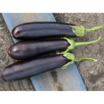 Идальго F1 семена баклажана раннего (Lark Seeds)