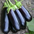 Нарвал F1 насіння баклажана раннього (Lark Seeds)