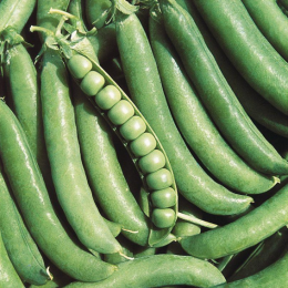 Джоф насіння гороху (Syngenta)