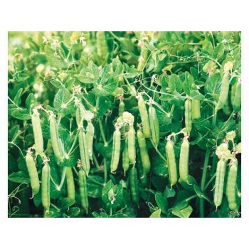 Дакота семян гороха (Syngenta)