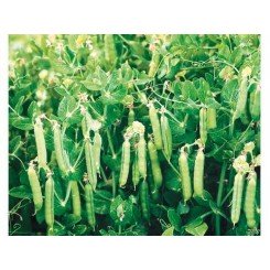 Дакота семян гороха (Syngenta)
