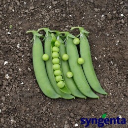 Ламбадо семян гороха (Syngenta)