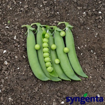 Ламбадо семян гороха (Syngenta)