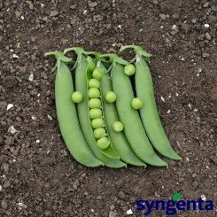 Ламбадо насіння гороху (Syngenta)