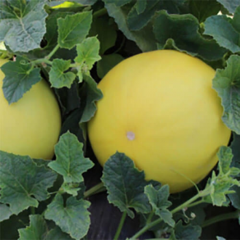 Шинарі F1 насіння дині (Kitano Seeds)