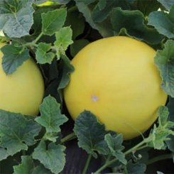 Шинари F1 семена дыни (Kitano Seeds)