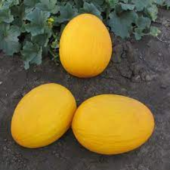 Агаси F1 семена дыни (Kitano Seeds)