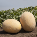 Агаси F1 семена дыни (Kitano Seeds)