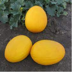 Агаси F1 семена дыни (Kitano Seeds)