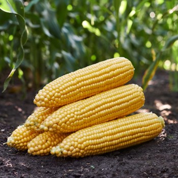 ГСС3071 F1 семена кукурузы суперсладкой Sh2 (Syngenta)