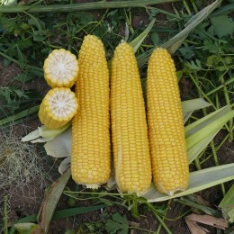 Раннее Наслаждение F1 семена кукурузы суперсладкой Sh2 (Lark Seeds)