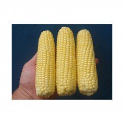 Абегаль F1 семена кукурузы сладкой Su (Agri Saaten)