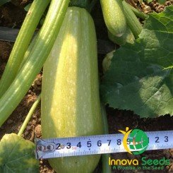 Чарлі F1 насіння кабачка (Innova Seeds)