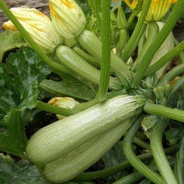 Амжад F1 семена кабачка (Seminis)