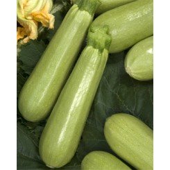 КС 140 F1 семена кабачка (Kitano Seeds)