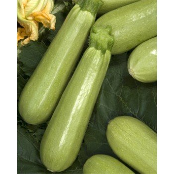 КС 140 F1 насіння кабачка (Kitano Seeds)