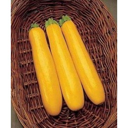 Голд Раш F1 семена цуккини (Seminis)