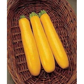 Голд Раш F1 семена цуккини (Seminis)
