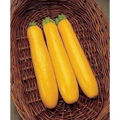 Голд Раш F1 насіння цукіні (Seminis)