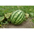 АУ Продюсер семян арбуза среднего (Spark Seeds)